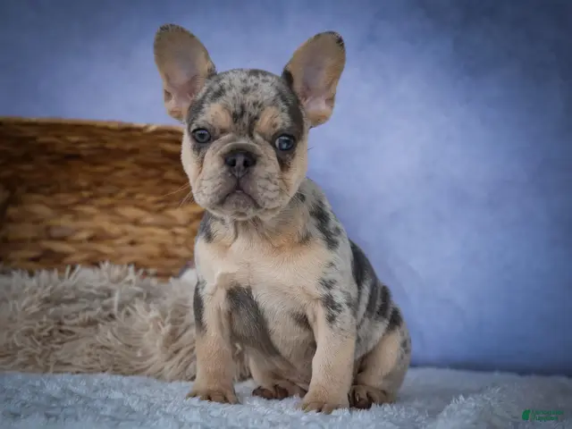 French Bulldog dogs for sale: Tinsley🎀 - Ad 1