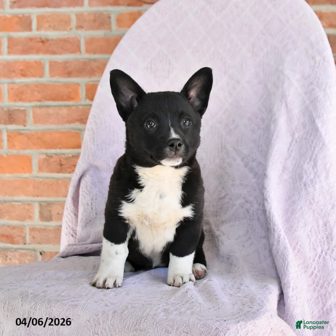 Mixed Breed dogs for sale: Cassie   - Ad 2