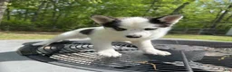 Pomsky dogs for sale: Pomsky Puppy 1 - Ad 2