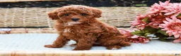 Toy Poodle dogs for sale: Beauty - Ad 4