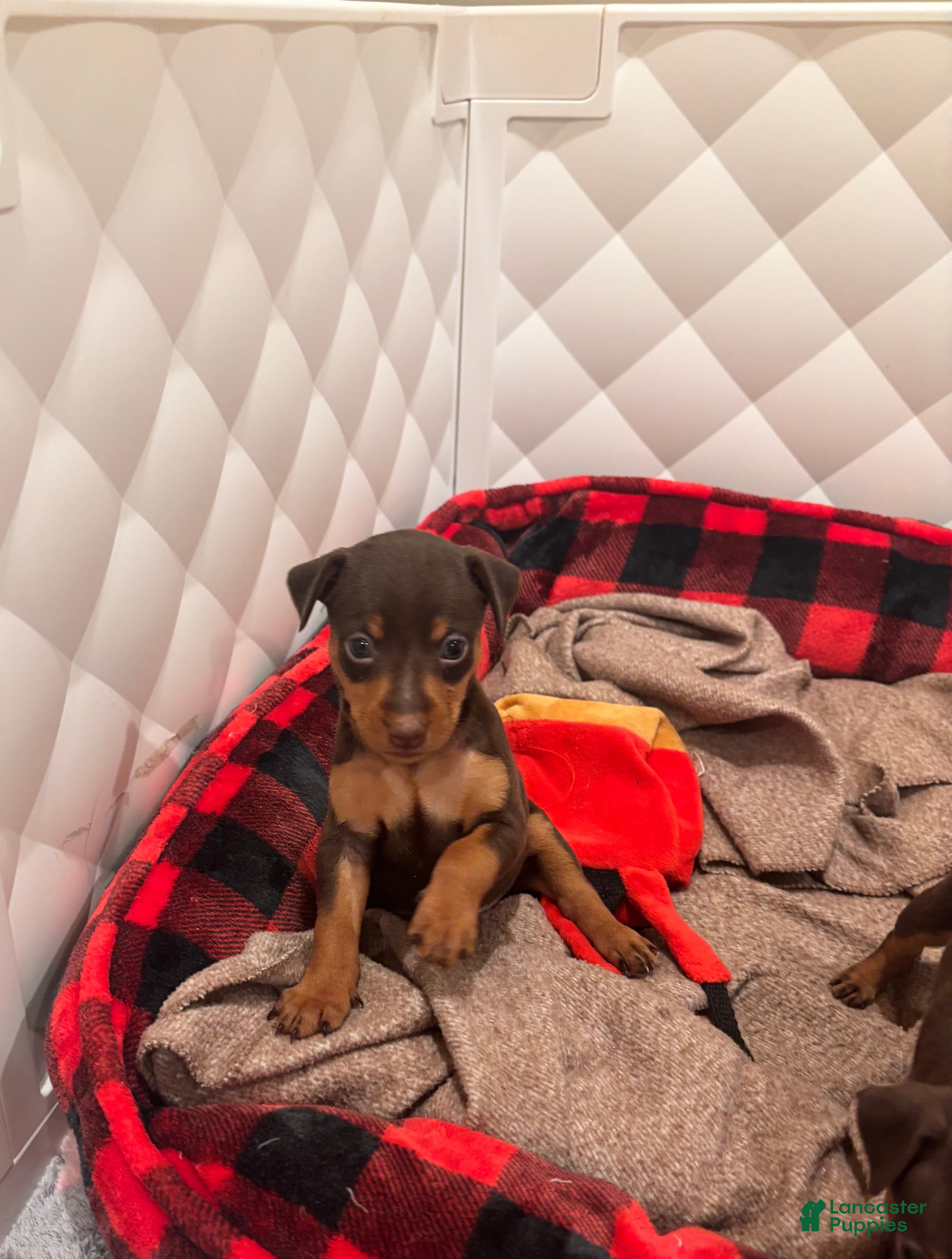 Miniature Pinscher dogs Coffee - Ad 42