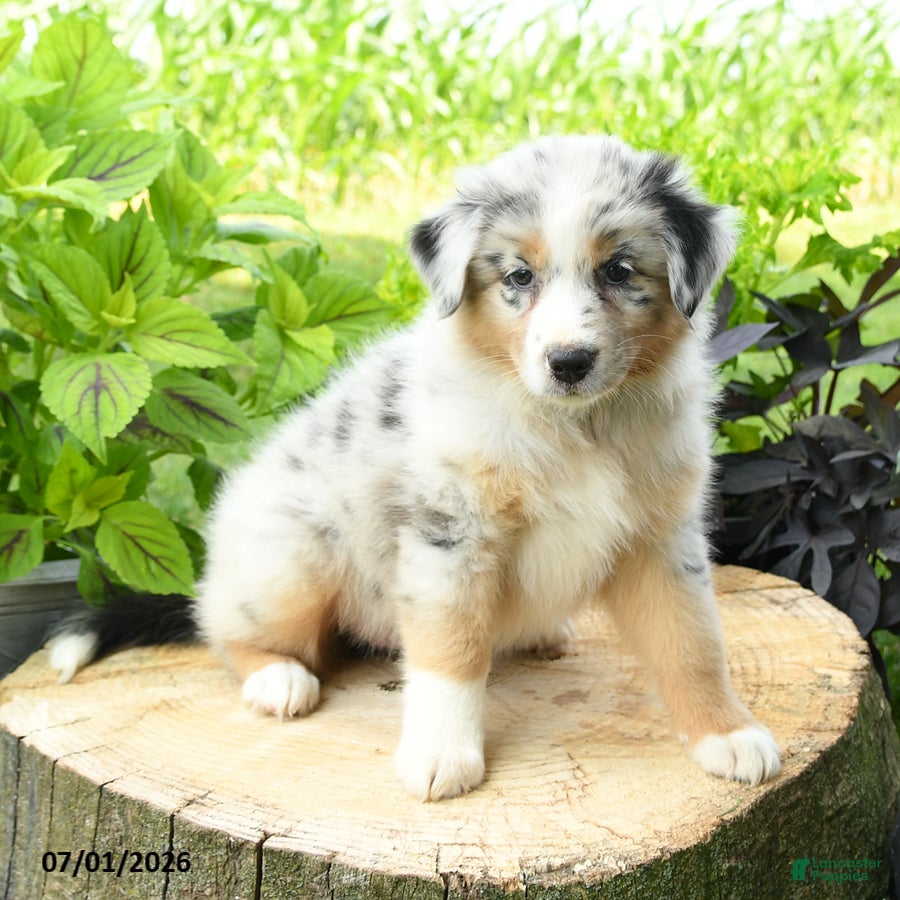 Australian Shepherd dogs Aurora - Ad 2