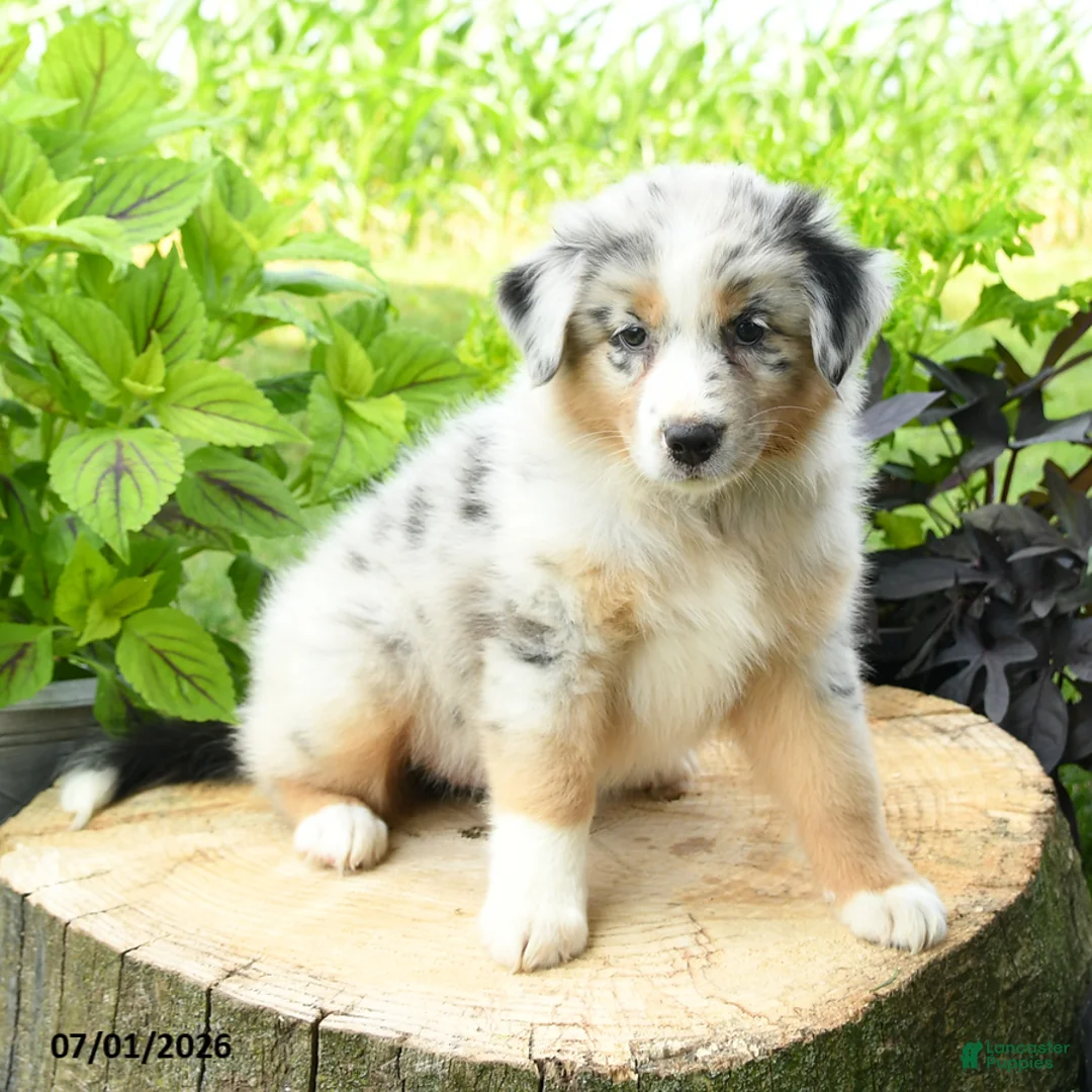 Australian Shepherd dogs for sale: Aurora - Ad 2