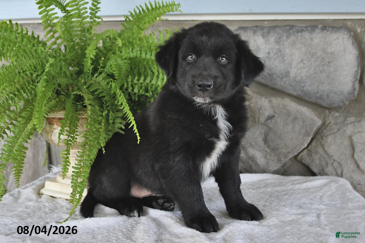 Mixed Breed dogs for sale: Bouncing Buddy - Ad 3
