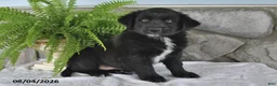 Mixed Breed dogs for sale: Bouncing Buddy - Ad 1