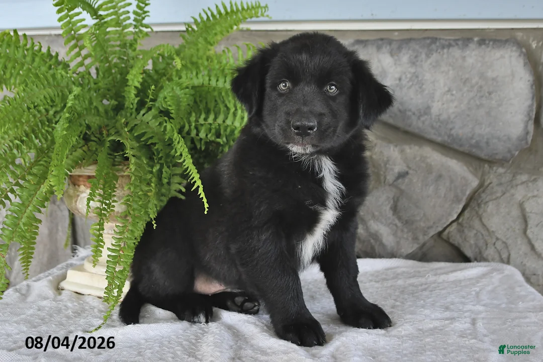 Mixed Breed dogs for sale: Bouncing Buddy - Ad 1