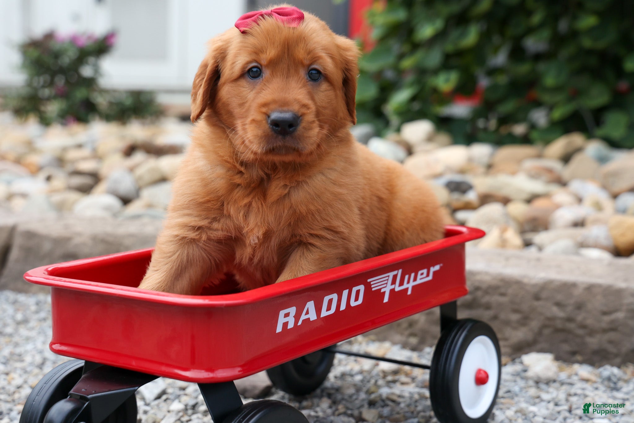 Golden Retriever dogs Quinny 🐾  - Ad 1