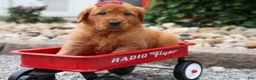 Golden Retriever dogs for sale: Quinny 🐾  - Ad 6