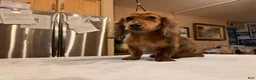 Miniature Dachshund dogs for sale: 2 blue eyes!!! - Ad 11