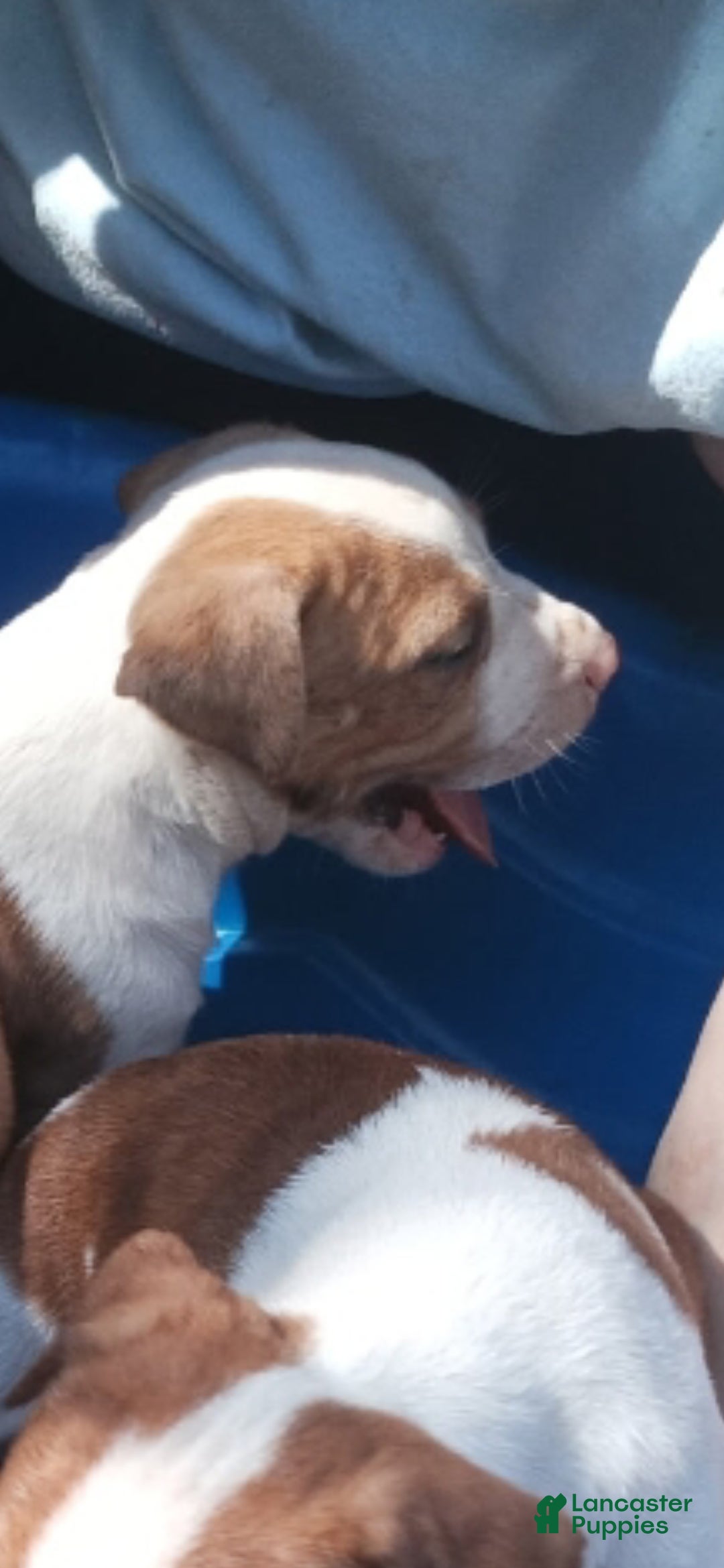 American Pit Bull Terrier dogs for sale: American Pit Bull Terrier 6 - Ad 1