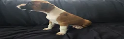 Boxer dogs for sale: DJ - Ad 3