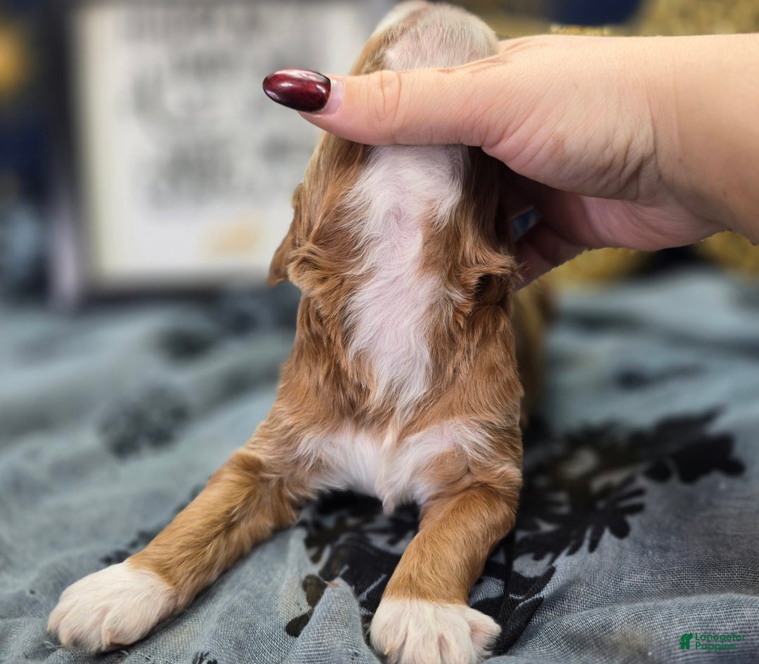 Cockapoo dogs for sale: Jingle - Ad 5