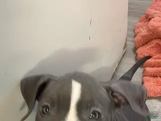American Bully dogs for sale: Honey - Ad 3