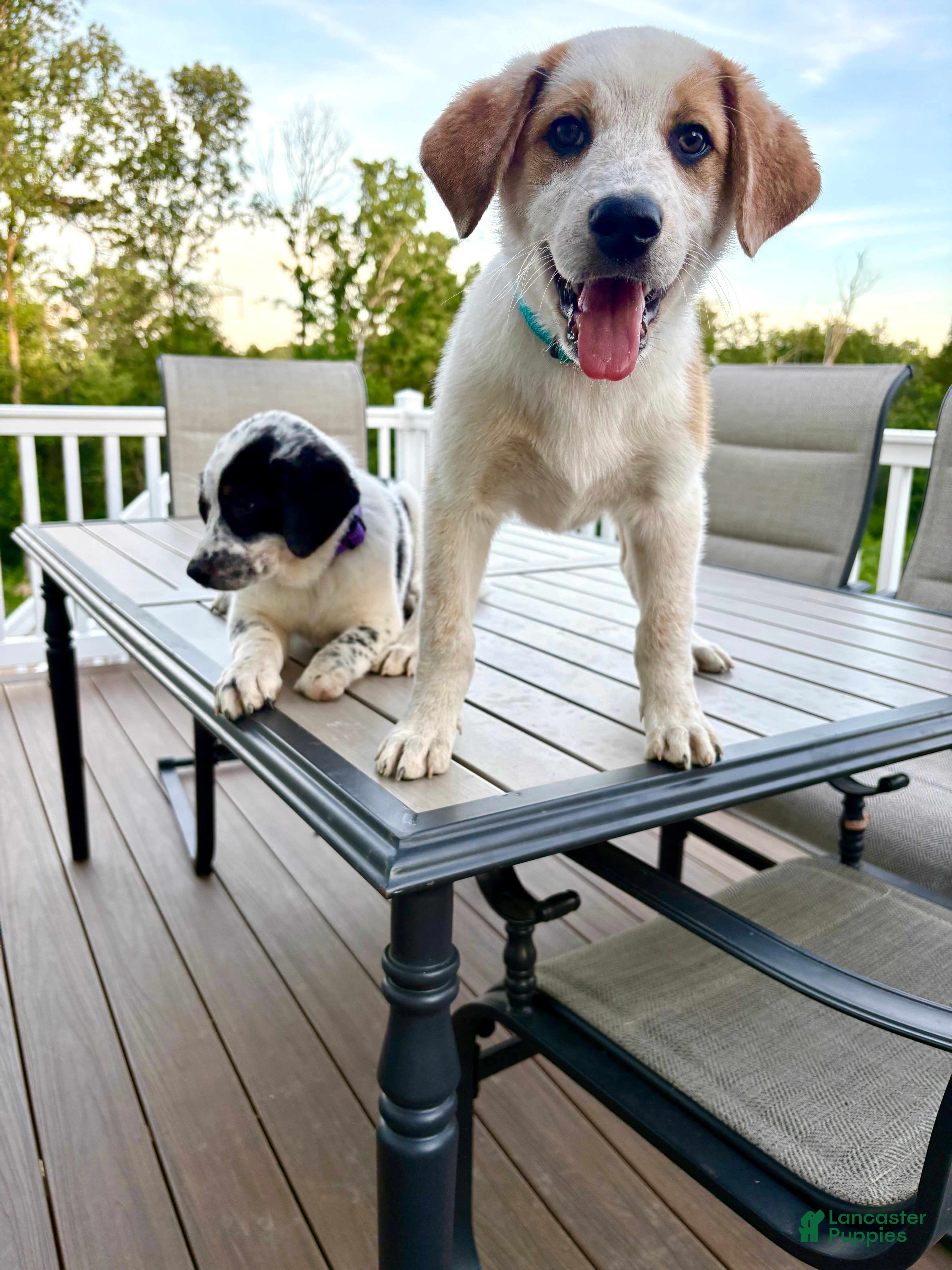 Mixed Breed dogs Harley - Ad 1