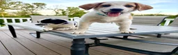Mixed Breed dogs for sale: Harley - Ad 1