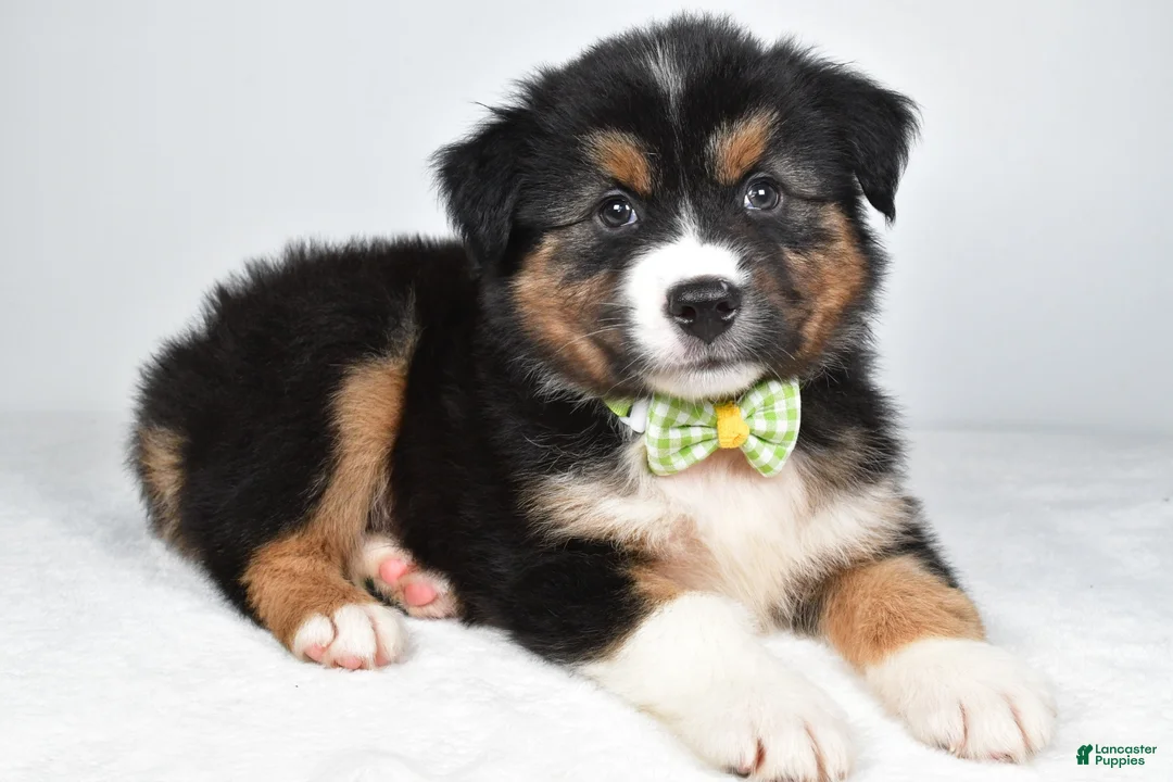Miniature Australian Shepherd dogs for sale: Stan - Ad 2