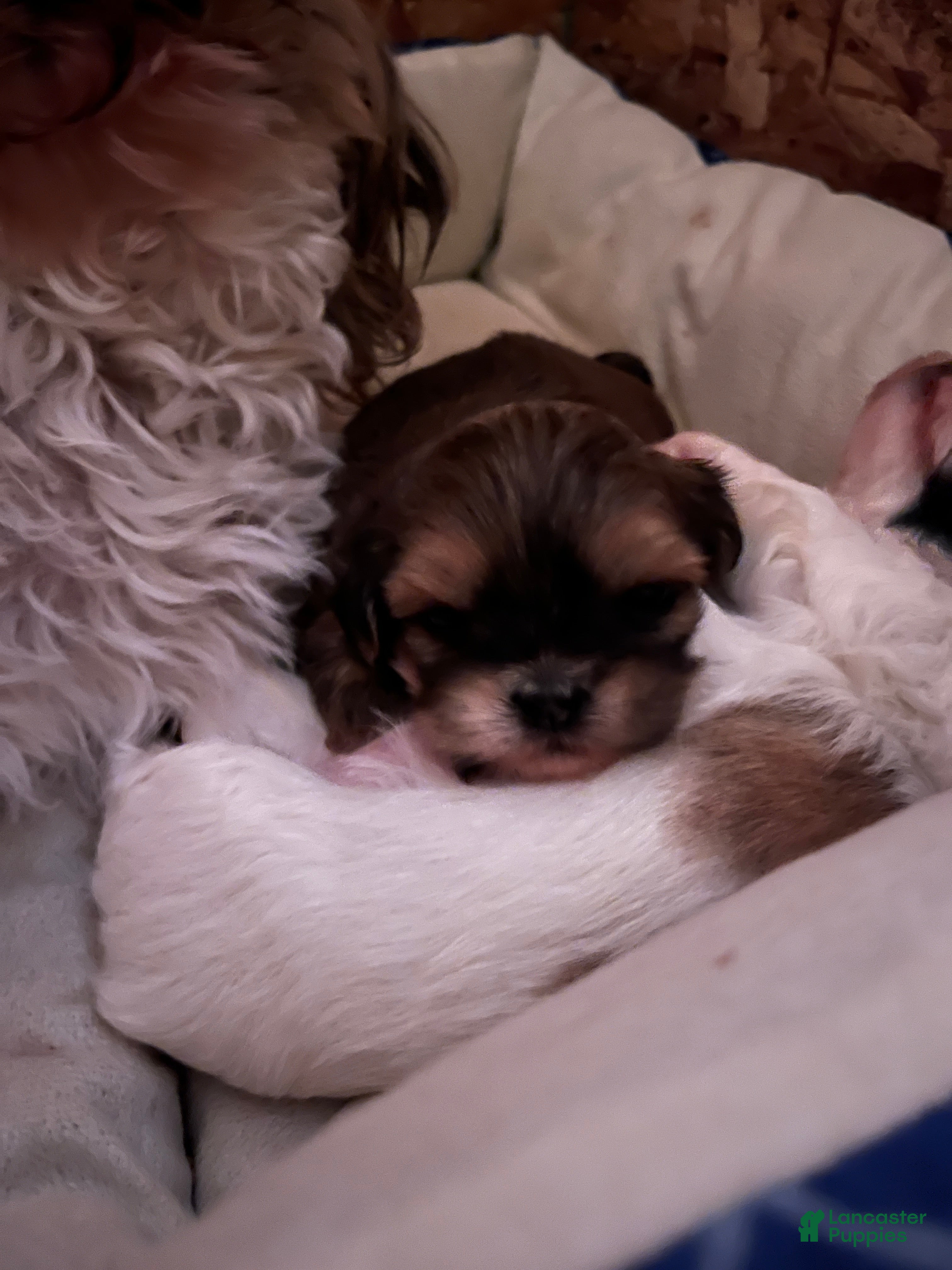 Shih Tzu dogs Hope - Ad 25