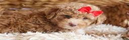 Miniature Poodle dogs for sale: ANDREW - Ad 12