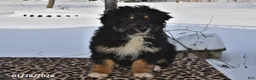 Aussiedoodle dogs for sale: Muffin - Ad 1
