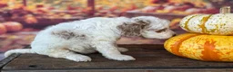 Cockapoo dogs for sale: Ruby - Ad 10