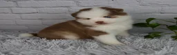 Pomsky dogs for sale: Queen - Ad 6