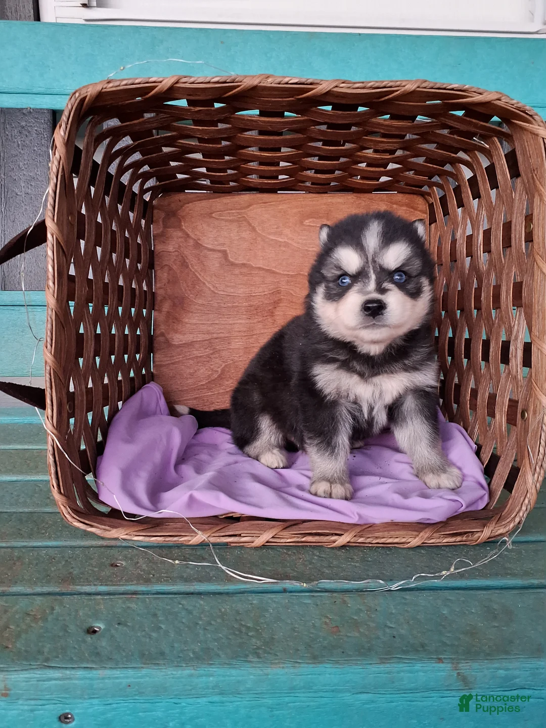 Pomsky dogs for sale: Denver - Ad 2