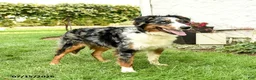 Australian Shepherd dogs for sale: Ace - Ad 4