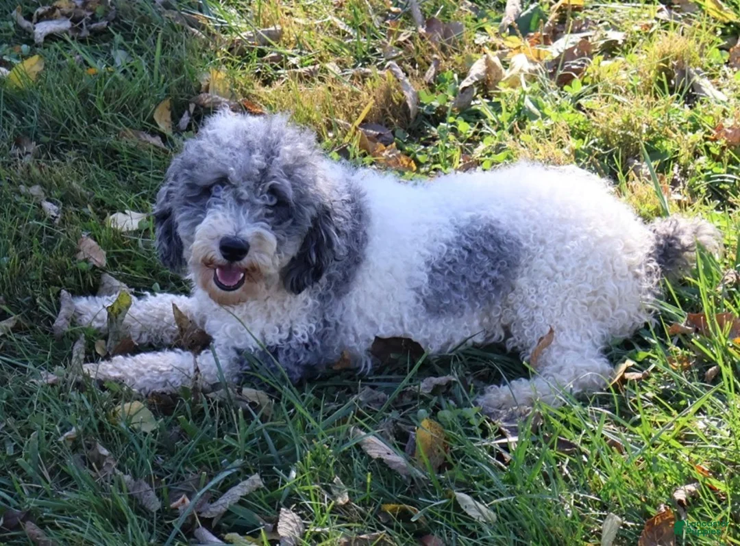 Cavapoo dogs for sale: Sophia  - Ad 6