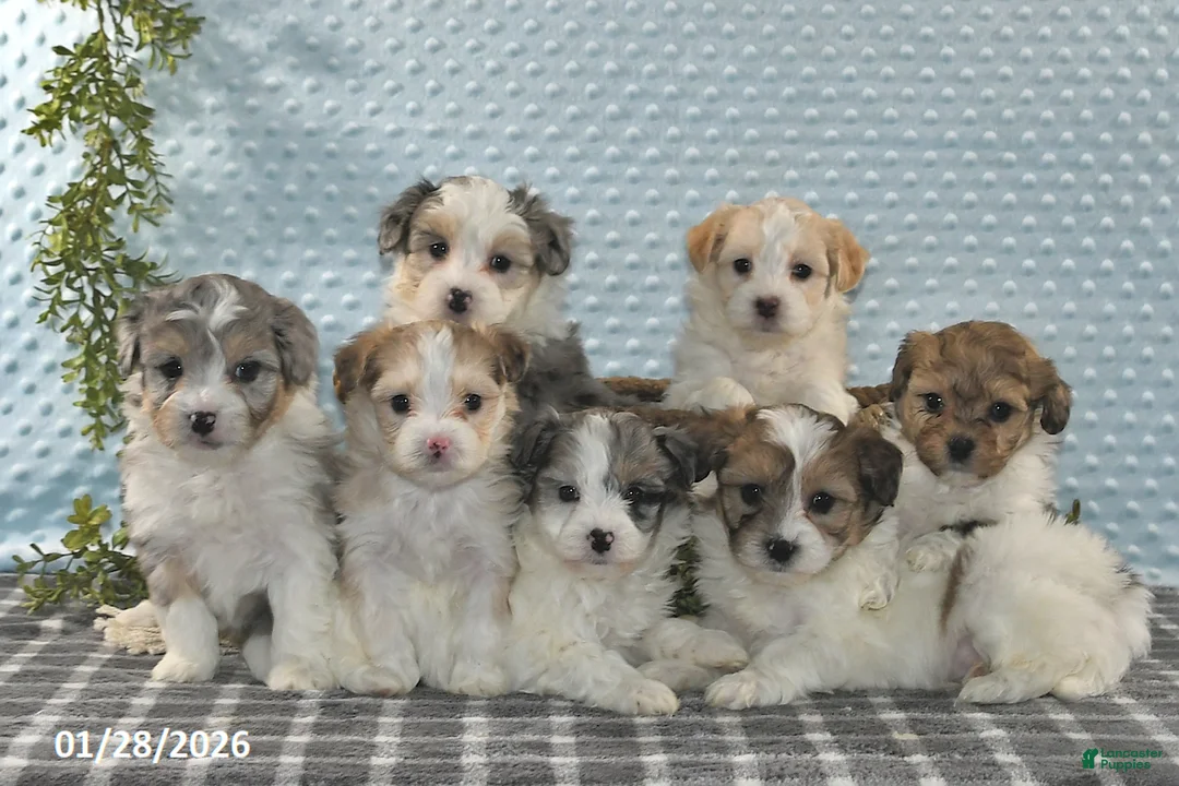 Havapoo dogs for sale: Everett - Ad 5