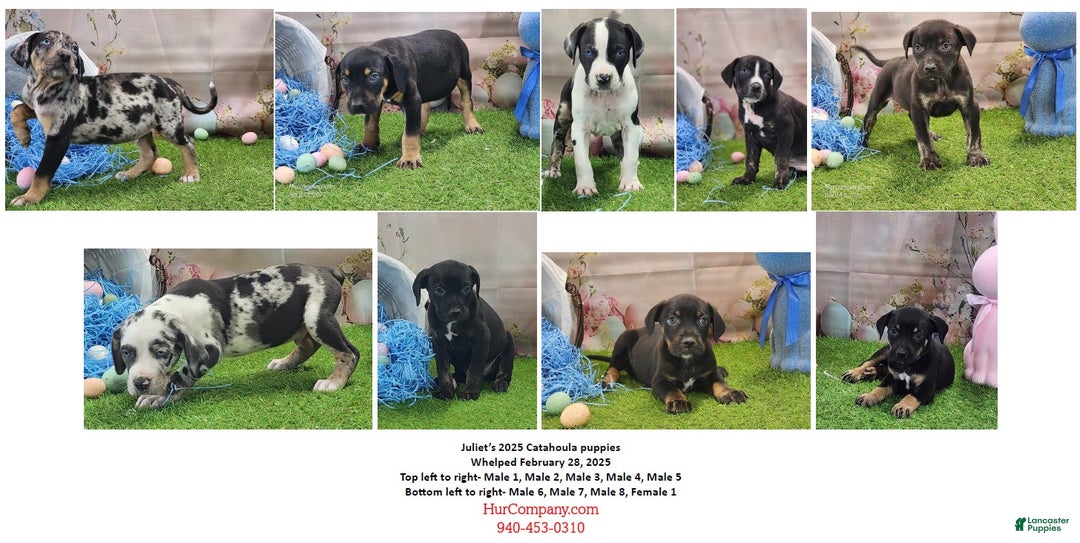 Catahoula Leopard Dog dogs for sale: Juliet 2025 Male 4 - Ad 12