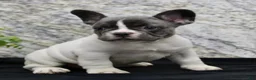 French Bulldog dogs for sale: Pearl - Ad 5