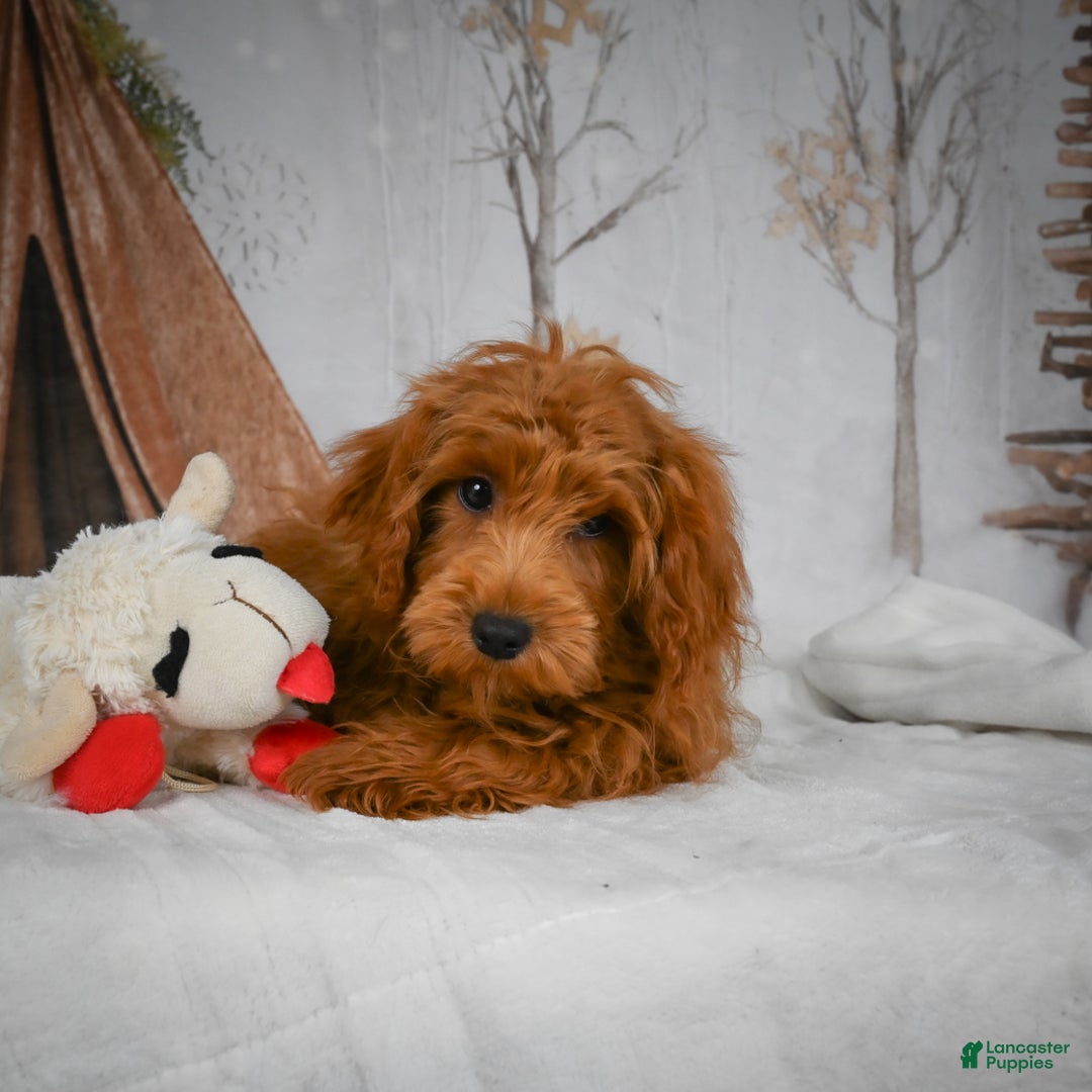 Mini Goldendoodle dogs for sale: Rita - Ad 6