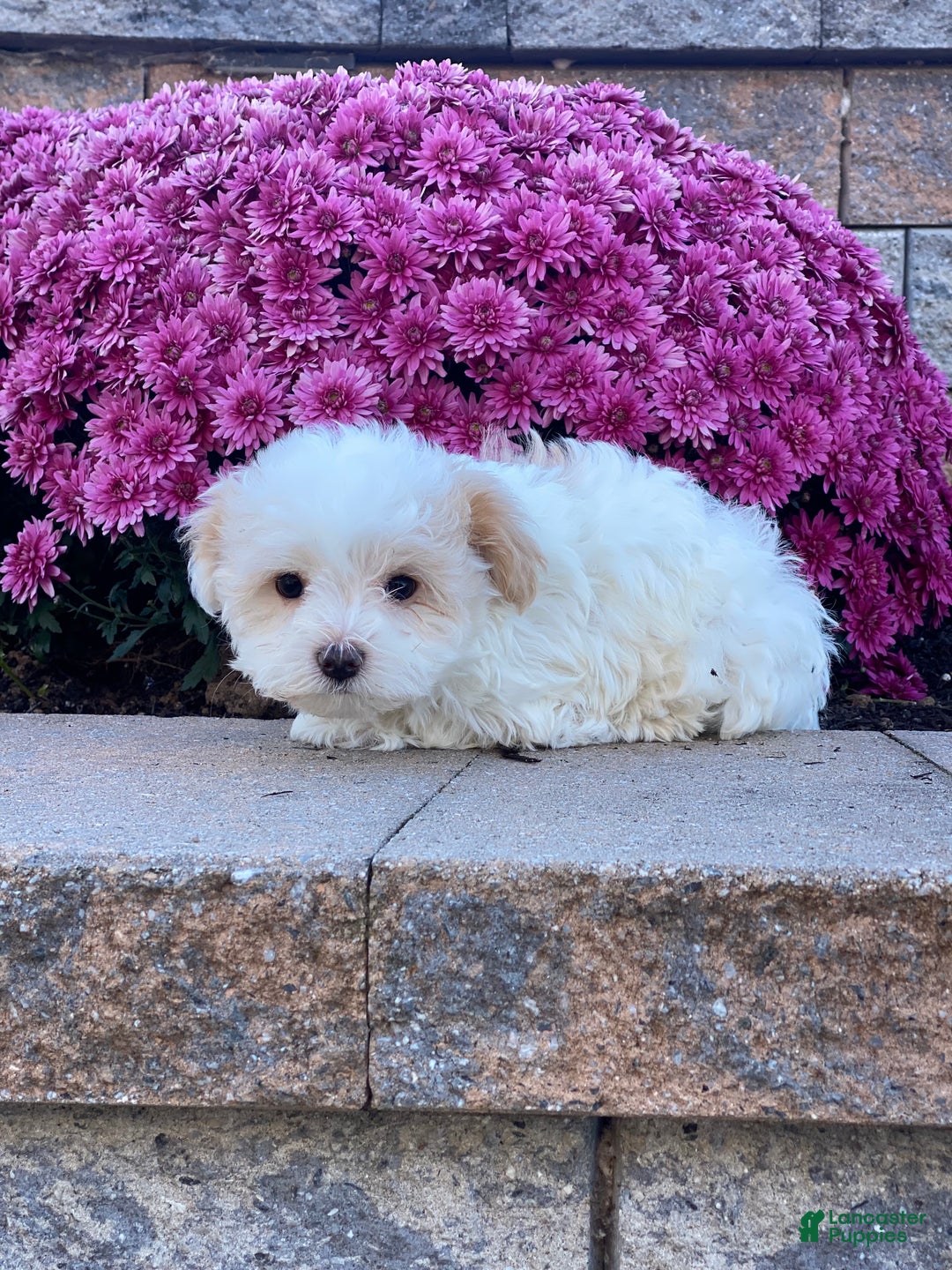 Havanese dogs for sale: Harper - Ad 5
