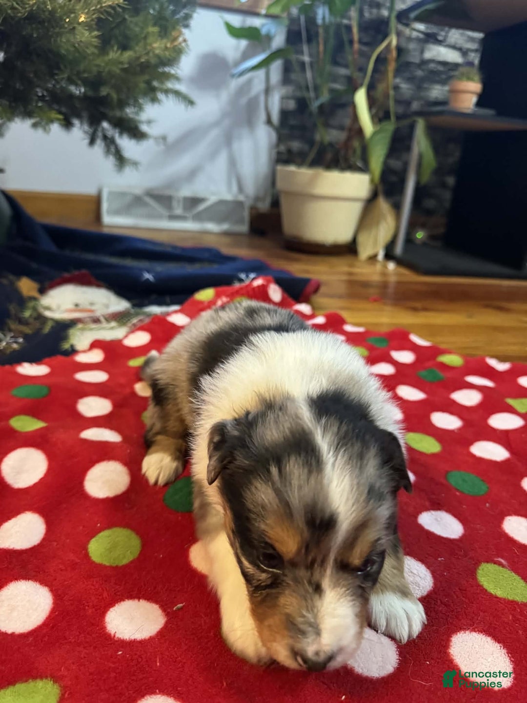 Australian Shepherd dogs for sale: Tundra - Ad 9