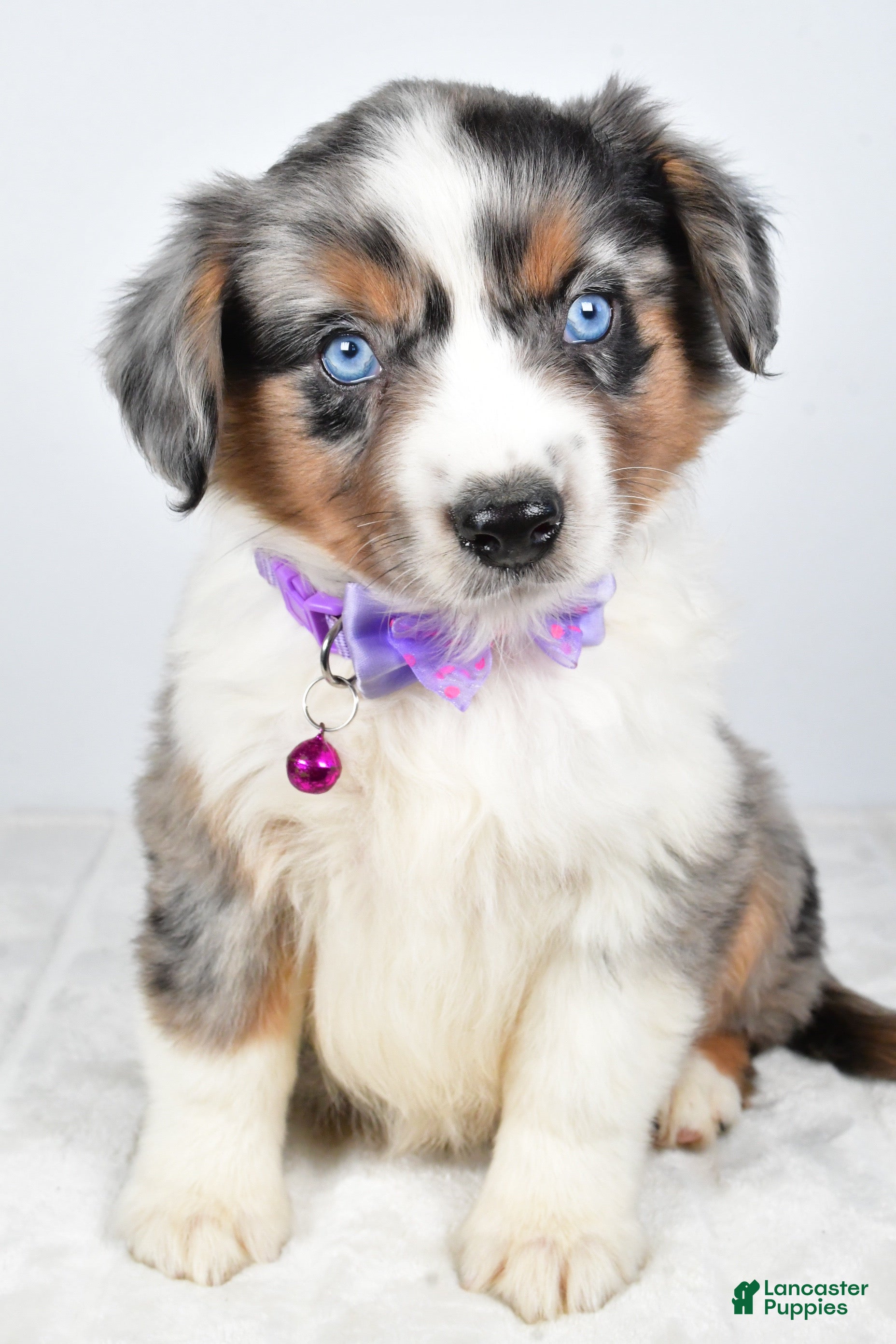 Miniature Australian Shepherd Puppies for sale in Ohio | Lancaster