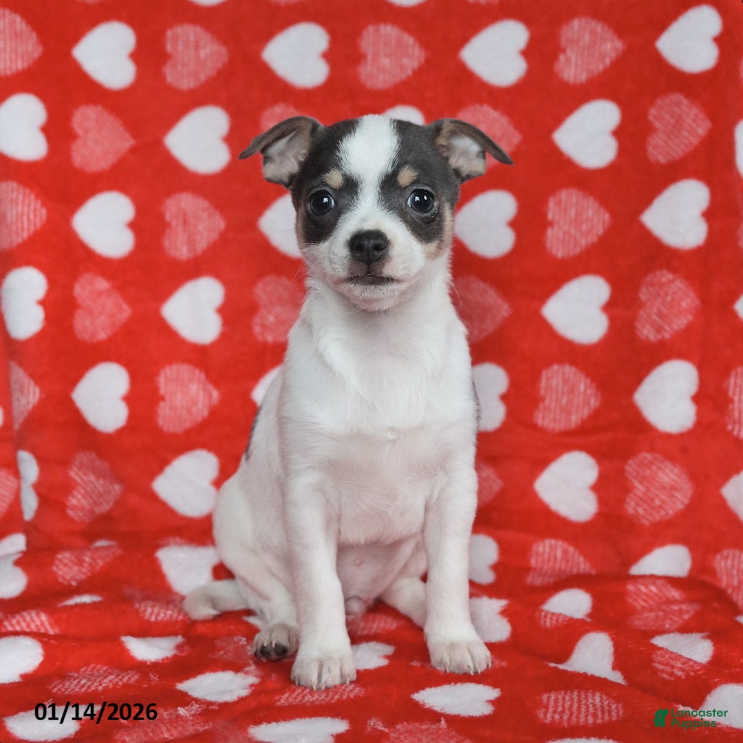 Chihuahua dogs for sale: Joy - Ad 3