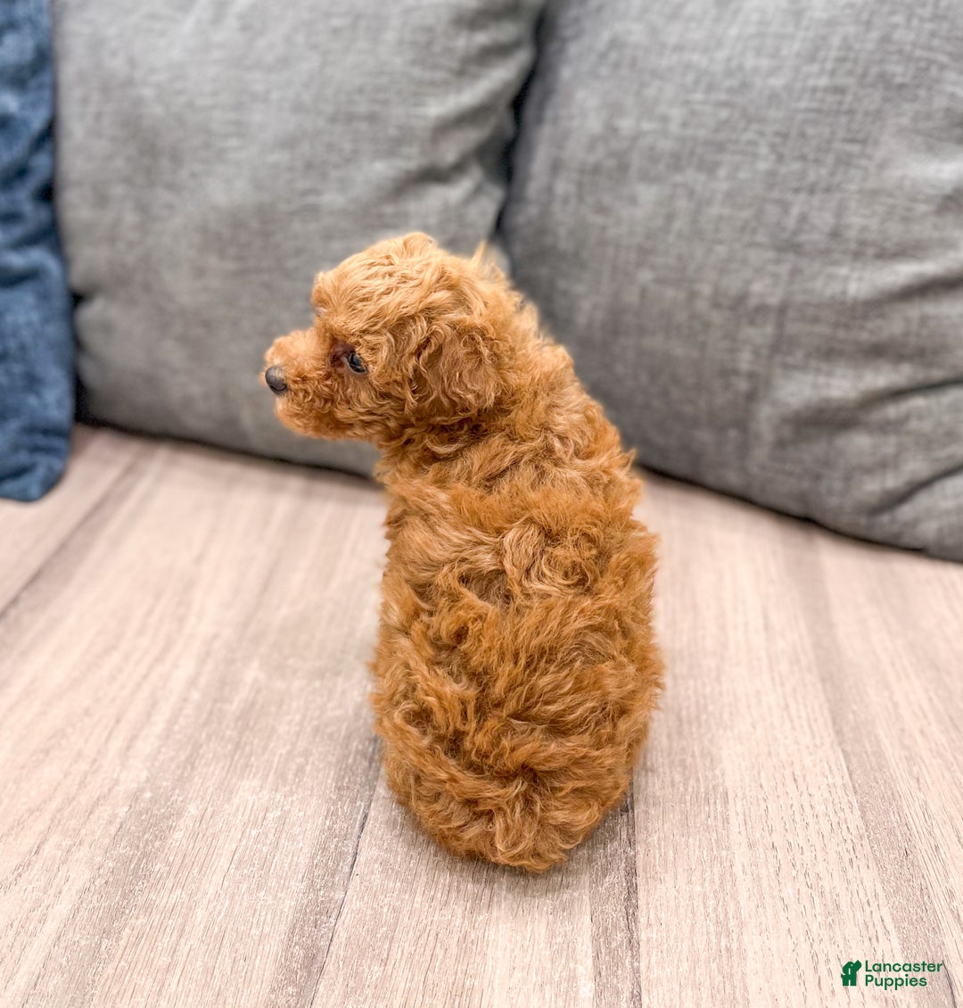 Toy Poodle dogs for sale: Honey - Ad 5