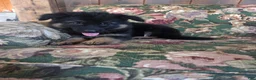 German Shepherd dogs for sale: Jessie - Ad 11