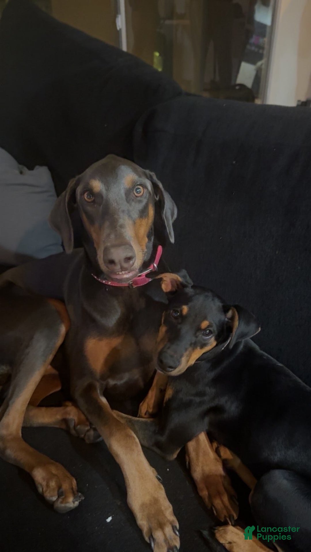 Doberman Pinscher dogs for sale: Doberman Pinscher Puppy 1 - Ad 4