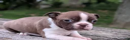Boston Terrier dogs for sale: Parker - Ad 2