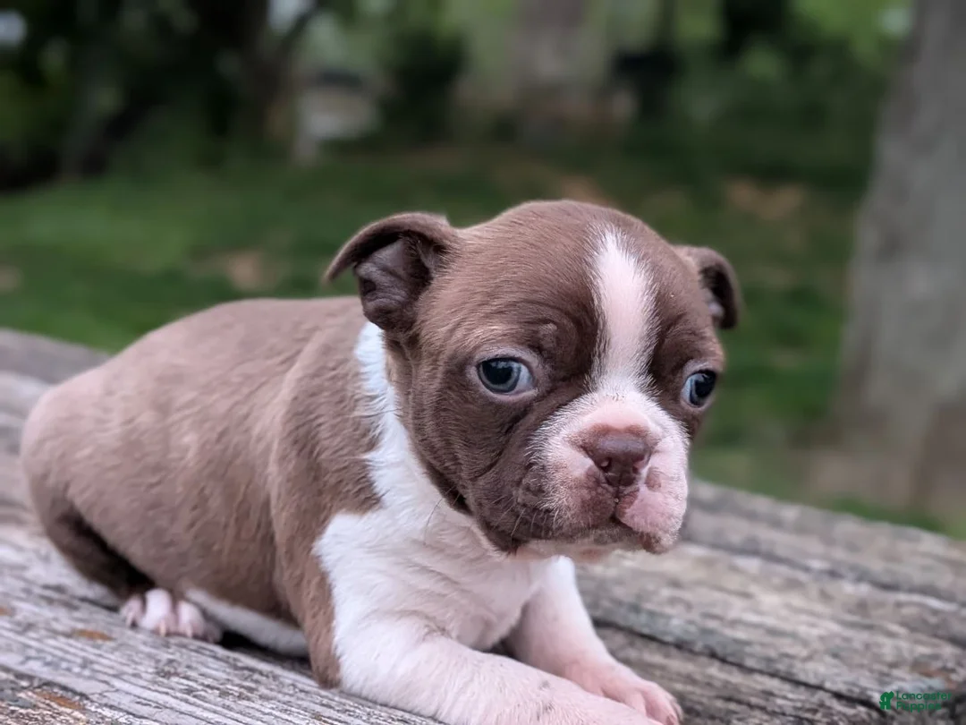 Boston Terrier dogs for sale: Parker - Ad 2