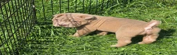 Shar Pei dogs for sale: Lyla - Ad 9