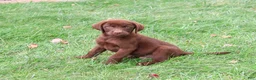 Labrador Retriever dogs for sale: Heath - Ad 3