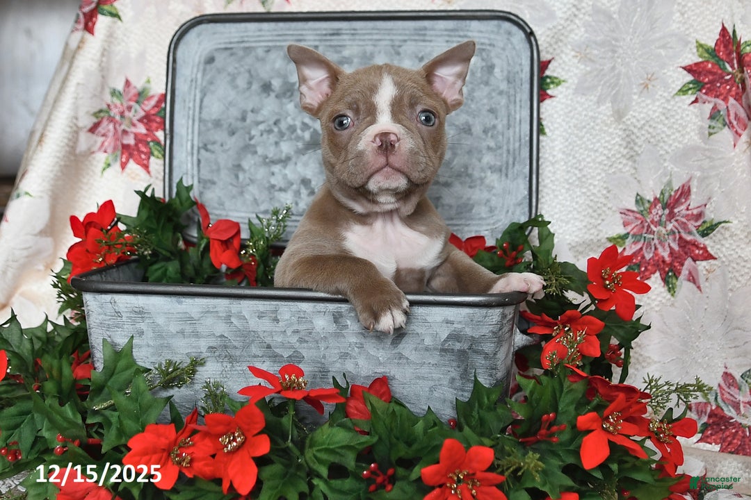 Frenchton dogs for sale: Joy - Ad 8