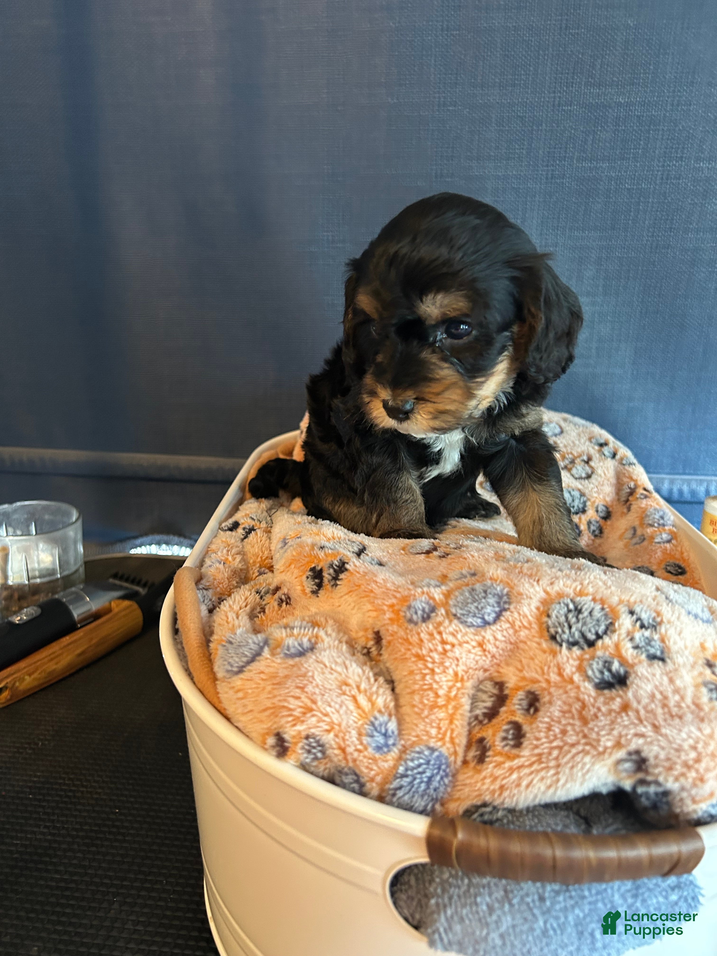 Cavapoo dogs Cavapoo 2 Memphis - Ad 2