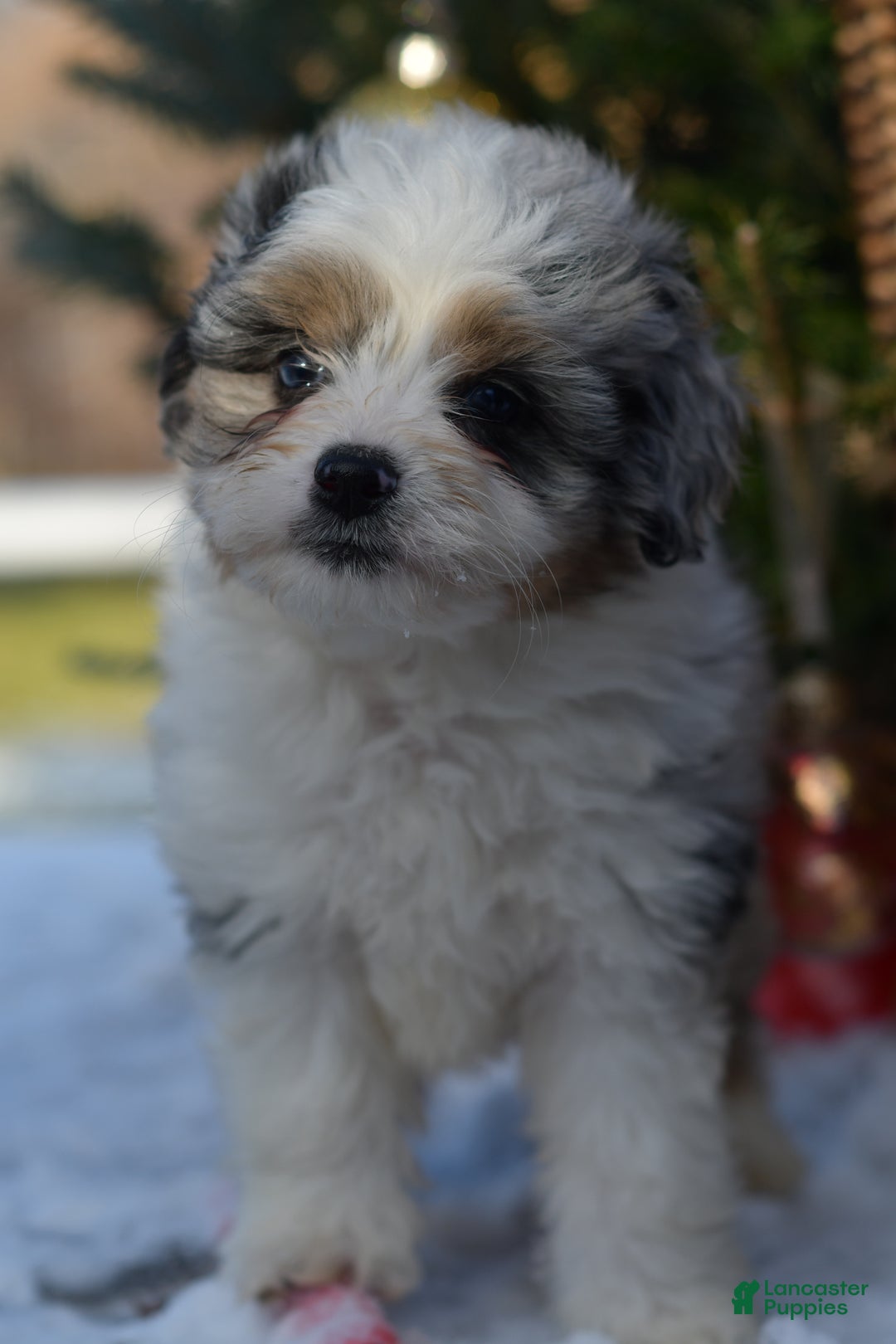 Mini Aussiedoodle dogs for sale: Cash - Ad 44