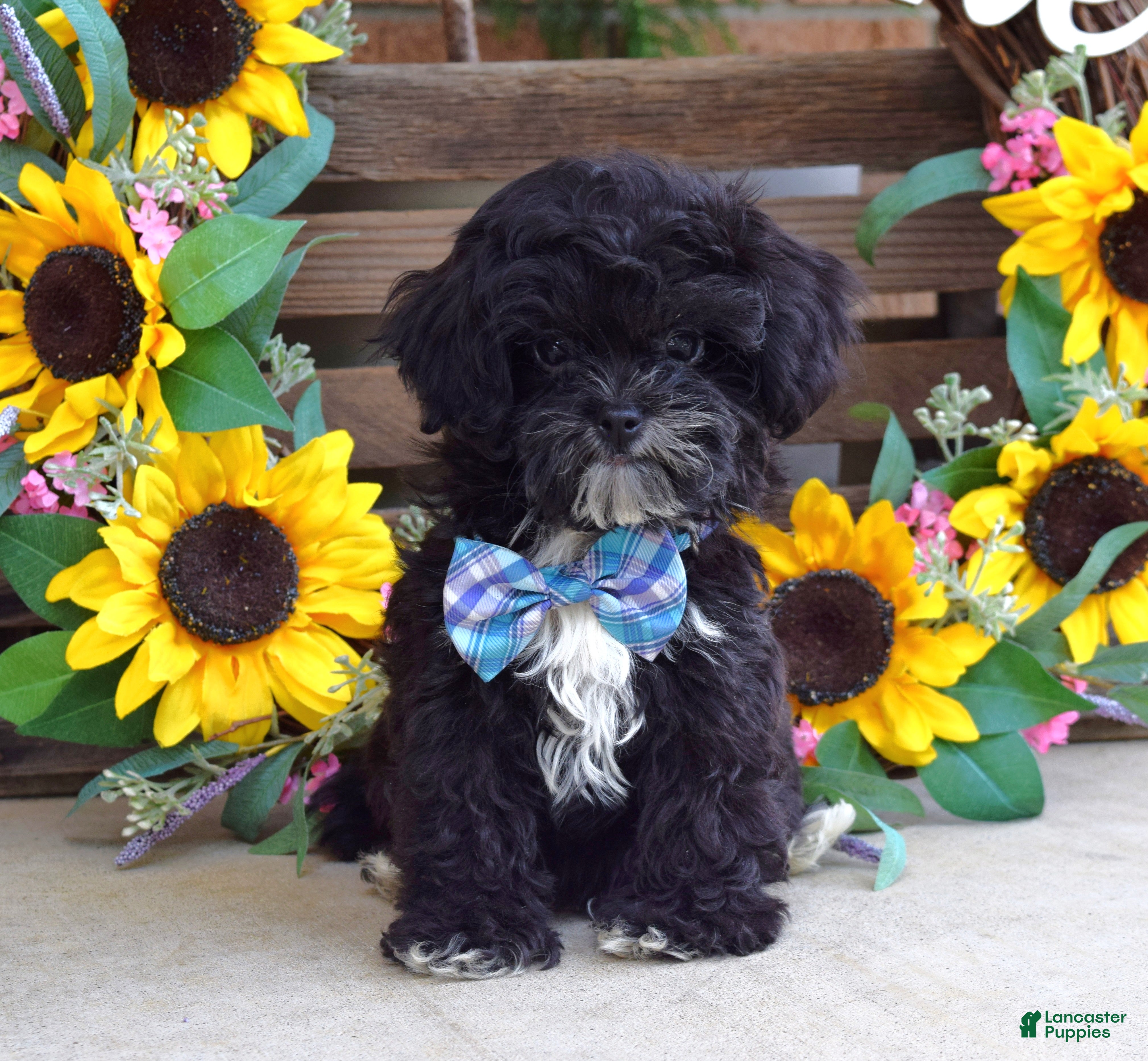 Shihpoo dogs Sonny - Ad 2