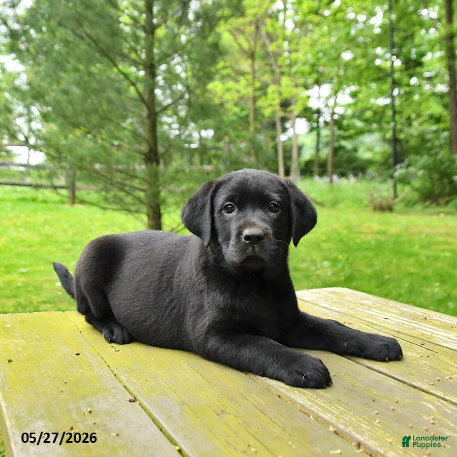 Labrador Retriever dogs Tasha - Ad 2