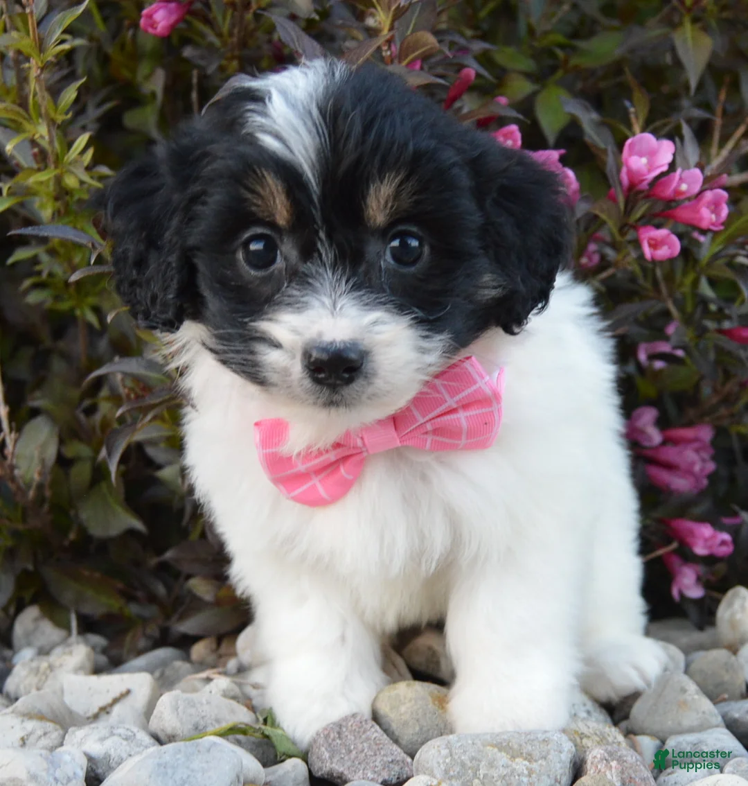 Mini Bernedoodle dogs for sale: Mini Brynn - Ad 1