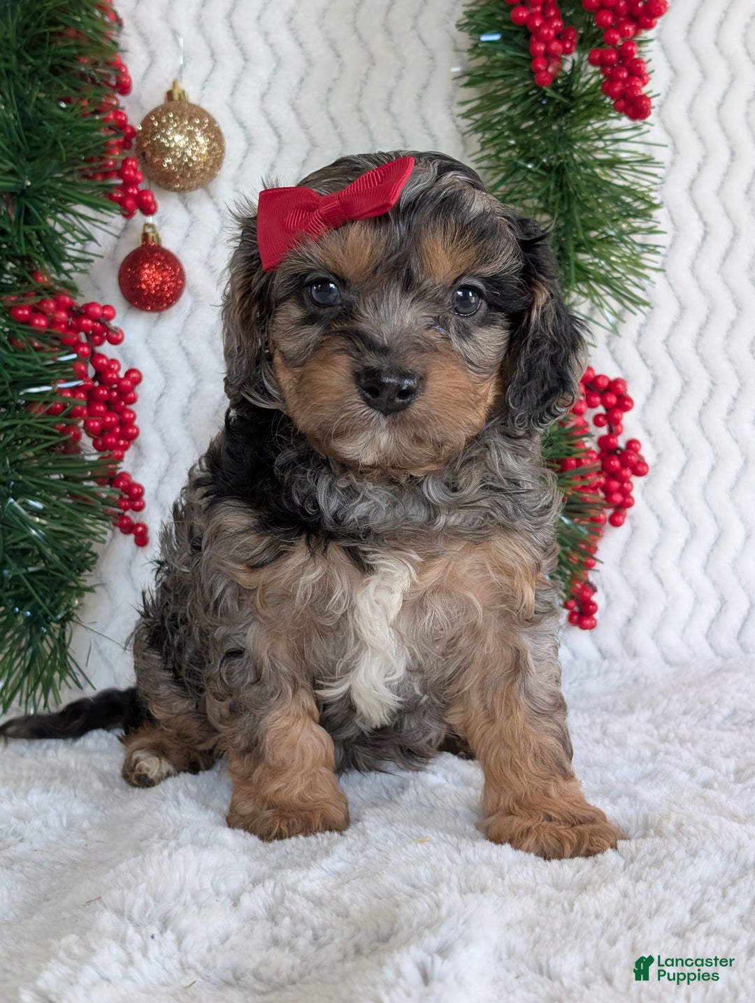 Cavapoo dogs for sale: Bluey - Ad 19